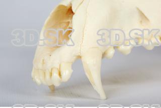 Skull Dog 0010